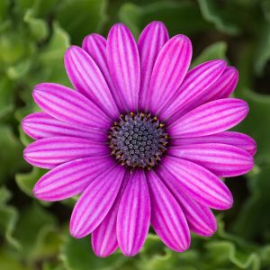 skincare exams Echinacea